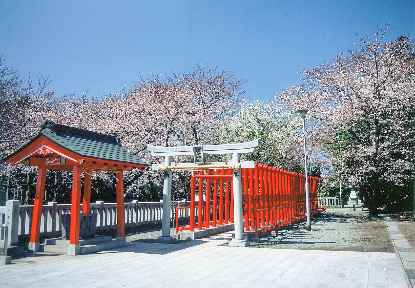 長泉の桜でお花見気分