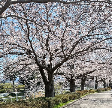 長泉町で桜といえばここ！春の訪れ感じる桜堤遊歩道